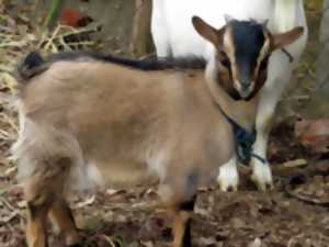 Animations ferme pédagogique