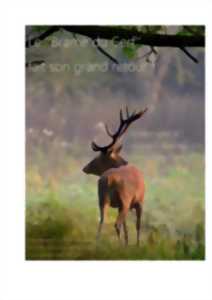 Brame du Cerf à Chantilly