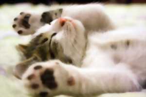 Salon international du chat 2023