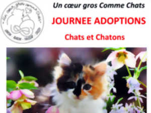 Journée d’adoption Chats & Chatons