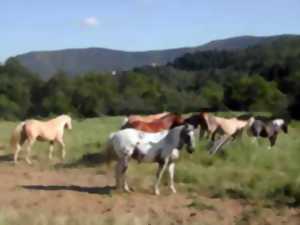 Hobby Farm