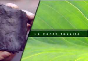 La Forêt Fossile de Champclauson