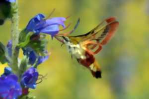 photo Fêtes des œufs de Pâques à Rignac