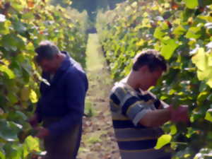 photo Vendanges touristiques au Pays de Ribeauvillé-Riquewihr
