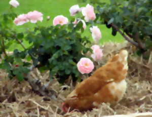 photo Fête de la poule et des jardins