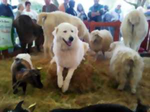Crèche de noël et ferme des animaux