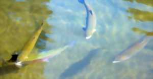 CONCOURS DE PÊCHE