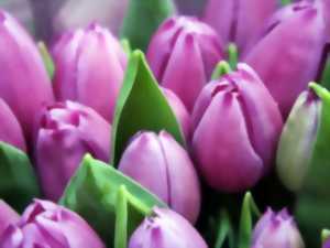 Salon fleurs et jardins