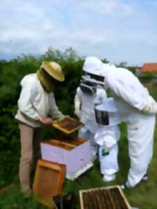 photo Safari-Découverte des abeilles