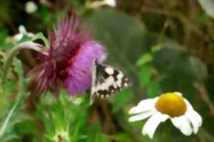 photo Sortie naturaliste accompagnée : Les papillons du site de Courpain