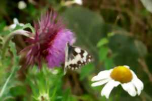 Sortie naturaliste accompagnée : Les papillons du site de Courpain