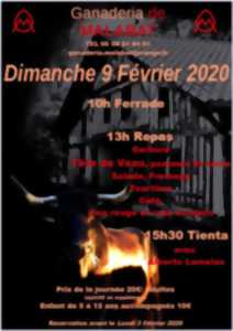 Ferrade et Tienta à la Ganadéria Malabat