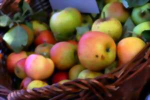 photo Pressage de jus de pomme