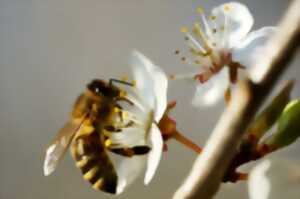 photo Sortie nature : Les abeilles