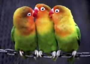 Bourse aux oiseaux et matériel d’occasion