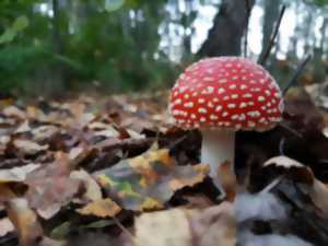 SORTIE ENFANTS 123 NATURE : DÉCOUVERTE DES CHAMPIGNONS