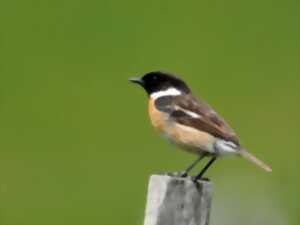 photo Sentiers Plaisir : Observation des oiseaux