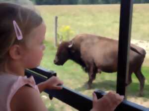 A la découverte du bison d'Amérique