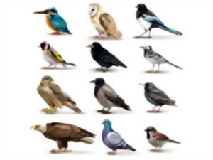 Quel est cet oiseau ?