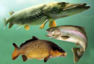 Gaule gaubretièroise, ouverture de la saison de pêche