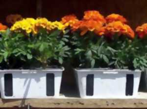 photo MARCHÉ AUX FLEURS ET VIDE GRENIER