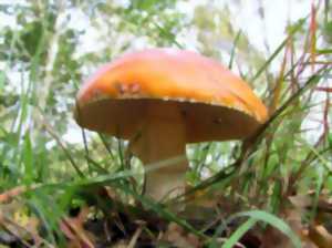 photo Instants Nature - Découvrons les champignons à Vendôme