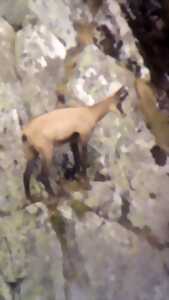 photo Sortie observation des chamois au Col de la Schlucht