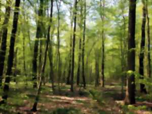 Balade ludique en forêt de Haguenau