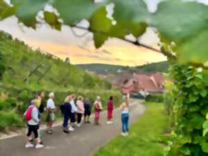 photo De la vigne au verre - secret du vin d'Alsace