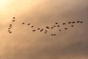photo Conférence : Les oiseaux migrateurs