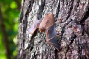 La nuit de la chauve-souris