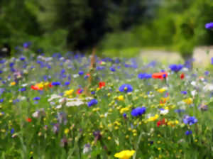 photo SORTIE BOTANIQUE AVEC LOZ’HERBES
