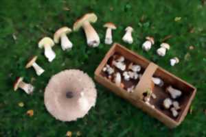 Découverte des champignons