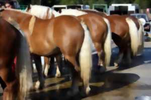 CONCOURS DE CHEVAUX DE TRAIT COMTOIS