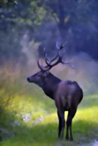 À l’écoute du brame du cerf