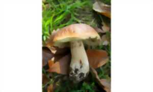 Champignons en Retz