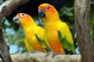 Exposition-bourse d’oiseaux exotiques