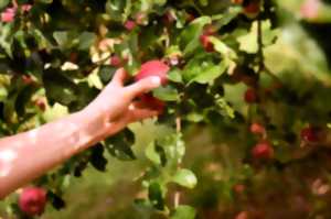 Cueillette de pommes bio des vergers aux Jardins de Brocéliande