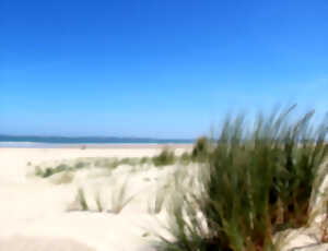 photo Nettoyage de la plage organisé par la municipalité