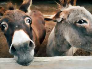 photo Découverte, soins, nourrissage, approche et caresses des animaux