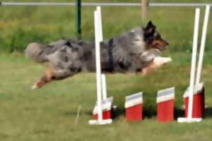 Concours national d'Agility