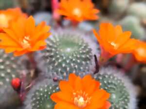 photo Rendez-vous aux jardins : le Jardin des Piquants