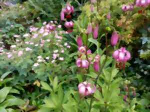 photo Rendez-vous aux jardins : jardin des ifs