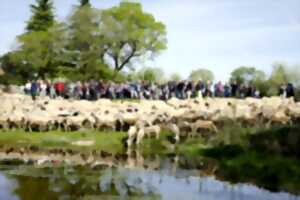 Transhumance de Rocamadour à Luzech