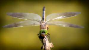 La double vie de Cécilia : découverte et inventaire des libellules