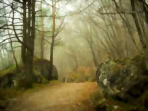 photo Sortie nature A l'orée du bois