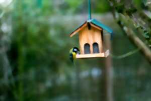 photo Atelier : fabriquez votre nichoir