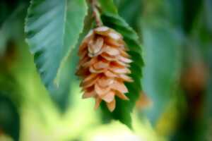 photo Le fabuleux pouvoir des arbres