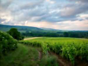 photo Le fabuleux pouvoir des arbres