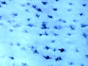 photo Les liens surprenants entre les champignons et les arbres